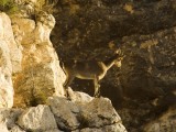Fauna